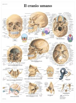 3B Scientific vr4131l czaszka Plakat lam. j.włoski