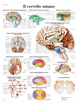 3B Scientific VR4615L mózg Plakat lam. j.włoski
