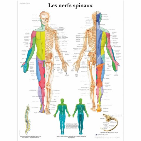 3B Scientific Tablica nauczania laminowana mięśnie rdzeniowe jęz. francuski