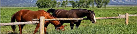 Covalliero Kerbl Unisex Pony Siodło wszechstronne Dla Kucyków koń Covalliero Kerbl Unisex Pony Siodło wszechstronne Dla Kucyków koń