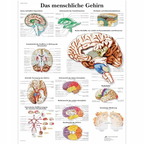 3B Scientific VR4615L mózg Plakat laminowany język niemiecki 3B Scientific VR4615L mózg Plakat laminowany język niemiecki