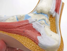 3B Scientific anatomia człowieka M30 stopa