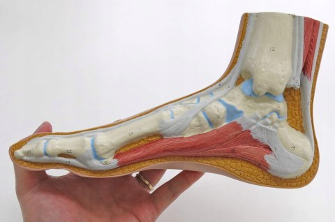 3B Scientific anatomia człowieka M30 stopa