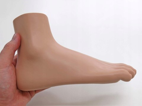 3B Scientific anatomia człowieka M30 stopa