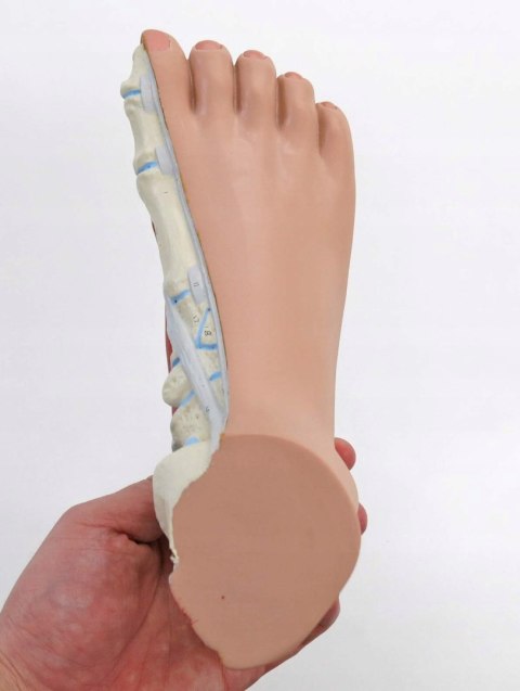 3B Scientific anatomia człowieka M30 stopa