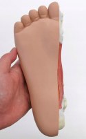 3B Scientific anatomia człowieka M30 stopa