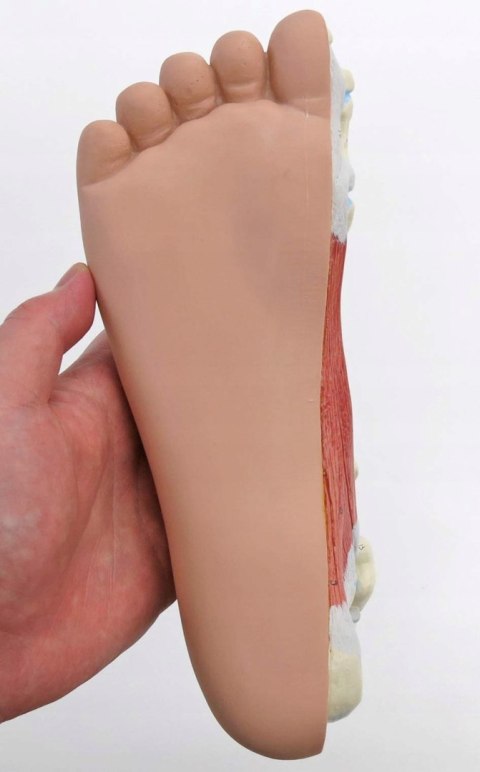 3B Scientific anatomia człowieka M30 stopa